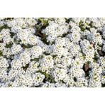 Plantistanbul 50 Adet Alyssum Maritimum Alisyum Kraliyet Halısı Çiçek Tohumu