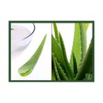 Plantistanbul Aloe Vera Bitkisi