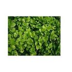 Plantistanbul Buxus Sempervirens Şimşir Fidanı