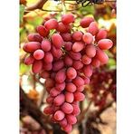 Plantistanbul Crimson Seedless Asma Üzüm Fidanı