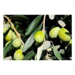 Plantistanbul Domat Tüplü Zeytin Fidanı