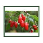 Plantistanbul Goji Berry Fidanı