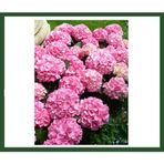 Plantistanbul Hydrangea Macrophylla Pembe Çiçekli Ortanca Fidanı