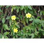 Plantistanbul Jasminum Nudiflorum Sarı Yasemin Fidanı