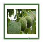 Plantistanbul Kaman Aşılı Açık Kök +60-100cm Ceviz Fidanı
