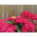 Plantistanbul Kırmızı 40-60 cm Ortanca Fidanı