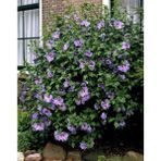 Plantistanbul Lila Ağaç Hatmi, 60-80 Cm, Saksıda