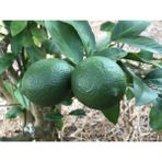 Plantistanbul Limequat Meksika Misket Limonu Fidanı