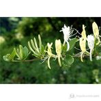 Plantistanbul Lonicera Caprifolium Hanımeli Fidanı