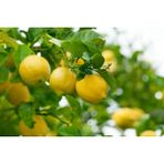 Plantistanbul Mayer Limon Fidanı