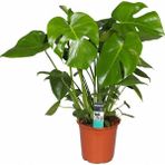 Plantistanbul Monstera deliciosa Deve Tabanı, 30-40 cm Saksıda