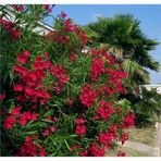 Plantistanbul Nerium Oleander Pembe Zakkum Fidanı