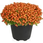 Plantistanbul Nertera Granadensis 10 cm Çap Saksıda