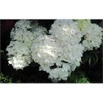 Plantistanbul Ortanca Beyaz 40-60 cm Fidanı