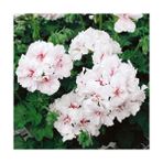 Plantistanbul, Pelargonium peltatum Sakız Sardunya, Saksıda
