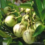Plantistanbul Pepino Fidesi Ağaç Kavunu Tüplü