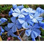 Plantistanbul Plumbago Auriculataa Mavi Yasemin Fidanı