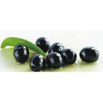 Plantistanbul Tüplü Gemlik Trilye Zeytin Fidanı