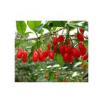 Plantistanbul Tüplü Goji Berry Fidanı