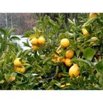 Plantistanbul Yediveren Limon Tüplü Narenciye Fidanı