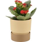 Plastik Ixora Saksı-17 - 17x17cm - Krem