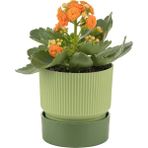 Plastik Ixora Saksı-17 - 17x17cm - Yeşil