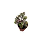 Plato Pembe Fittonia Hostes Çiçeği Fidanı 10-20 cm