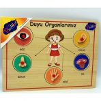 Playwood ONY-166/167 Ahşap Tutmalı Duyu Organlar