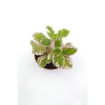 Plectranthus Forsteri Variegata Benjamin Çiçeği Fidanı 10-20 Cm