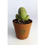 Pleiospilos Nelii Özel Tür Kaktus Çiçek Açan Kaktüs 5.5 cm Saksıda