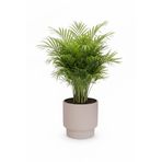 POLİVAHOME Vega Model Büyük Dekoratif Modern Saksı Ve Vazo 20 Lt ( 31,5 Cm X 32 Cm ) İçsiz
