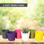 Poliwork Akasya Kaktüs, Sukulent, Bitki Saksısı 6 Renkli