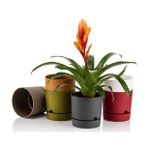 Poliwork Begonya 12 cm Renkli Plastik Tabaklı Saksı