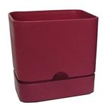 Poliwork Begonya Kare 13 cm Bordo Saksı