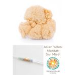 Polski Mycelium Aslan Yelesi Mantarı Sıvı Miseli Sıvı Misel Kültürü Sıvı Miseli Tohumu Aslan Yelesi Mantarı Kültürü