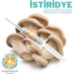 Polski Mycelium Istridye Mantarı Sıvı Misel Kültürü 5 cc Maliyet Azaltıcı - 1 Adet