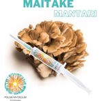 Polski Mycelium Maitake Mantarı Sıvı Miseli 5 ml Mantar Tohumu Mantar Miseli Kompost Üretmek Için Ana Kültür - 1 Adet