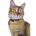 Pompiti Ayarlanabilir - Sesli Zilli- Kahverengi Kedi Tasması (14 FARKLI RENK SEÇENEĞİ)-kedi Boyun Tasması