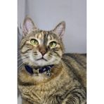 Pompiti Ayarlanabilir - Sesli Zilli- Kedi Tasması (12 Farklı Renk Seçeneği) Kedi Boyun Tasması - Lacivert