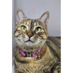 Pompiti Ayarlanabilir - Sesli Zilli- Kedi Tasması (12 Farklı Renk Seçeneği) Kedi Boyun Tasması - Pembe