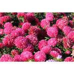 Pompon Beacon Aster Çiçeği Tohumu (50 tohum)