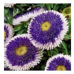Pompon Blue With White Centre Aster Çiçeği Tohumu (50 Tohum)