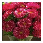 Pompon Fire Beacon Aster Çiçeği Tohumu(50 Tohum)