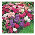 Pompon Hi-no-maru Aster Çiçeği Tohumu(50 Tohum)