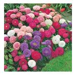Pompon Rose Aster Çiçeği Tohumu(50 Tohum)