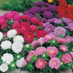 Pompon Salmon Red Aster Çiçeği Tohumu(50 Tohum)