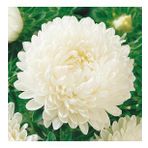 Ponpon White Aster Çiçeği Tohumu(20 tohum)