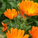 Portakal Nergisi /aynı Sefa Tohumu Yerli Calendula Officinalis 30 Adet