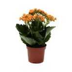 Portakal Renk Kalanşo Kalanchoe Emel Hanım Kardeş Kanı Çiçeği 10-20 Cm
