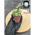Portulaca Afra Variegata Alacalı Fil Azığı Sukulent Bitkisi - Saksı Hediyeli